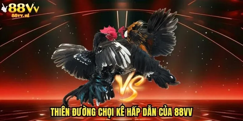 Thiên đường chọi kê hấp dẫn của 88vv