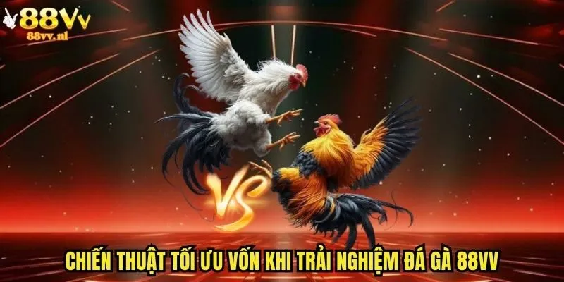 Chiến thuật tối ưu vốn khi trải nghiệm đá gà 88vv
