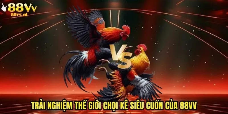 Trải nghiệm thế giới chọi kê siêu cuốn của 88vv