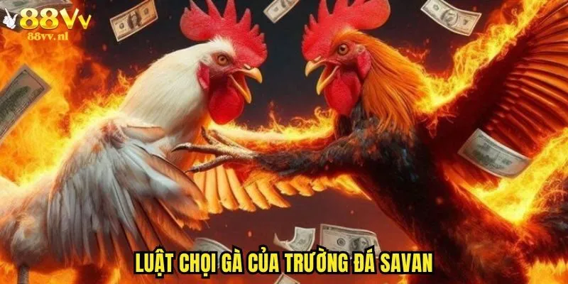 Luật chọi gà của trường đá savan